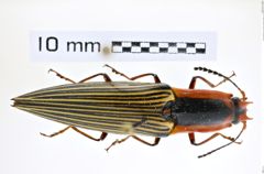 Foto (Dorsalansicht) von Semiotus buckleyi (Candèze, 1874) (NHMW-ZOO-COL-0008223)